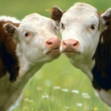 Koliko dugo krava nosi tele